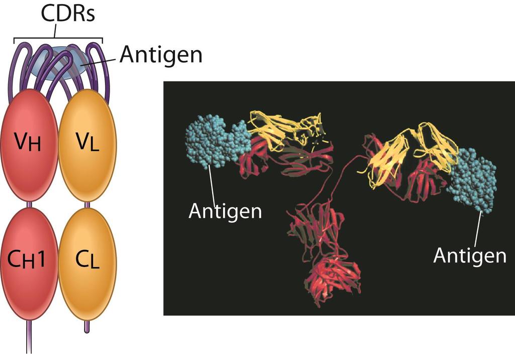 Binding of an Antigen by
