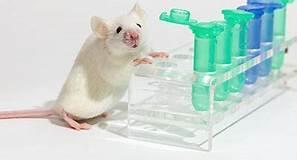 In preclinical trials, mouse models are key to