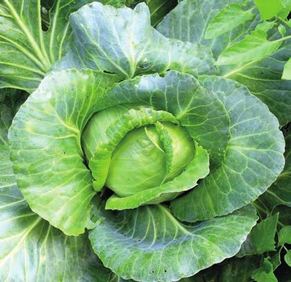 FOR THE FIRST TIME IN THE WORLD SPINACH, CABBAGE, LEEK, LETTUCE, PARSLEY AND OTHER FOLIAR VEGETABLES The