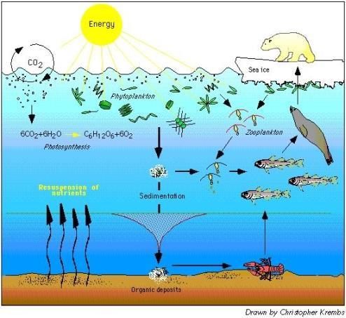 Every organism in an ecosystem can be linked together by a food web! Including decomposers/scavengers (that eat dead stuff) like marine bacteria, starfish, crabs and shrimp!