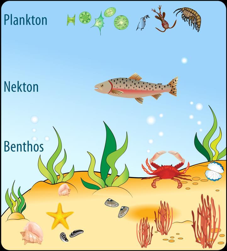 Pelagic Organisms Plankton: floaters/drifters (do not swim on their own) Phytoplankton plantlike, autotrophic