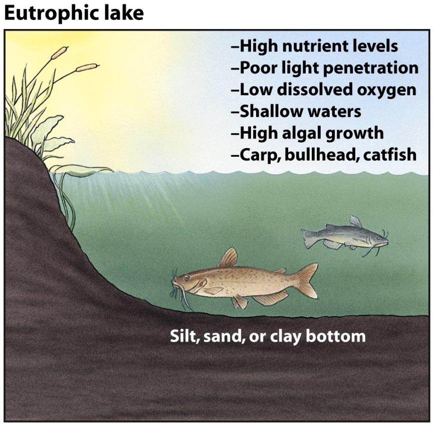 fertility of a body of water Cultural eutrophication due to