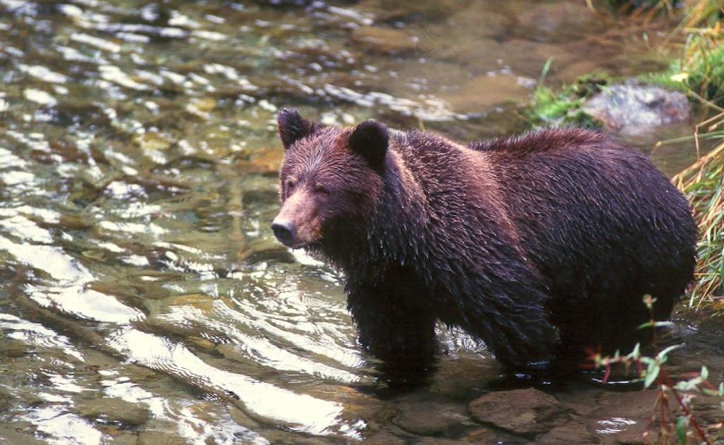 Figure 35. Grizzly Bear. (Photo: Jared Hobbs) The Grizzly Bear is a Species at Risk under the Forest and Range Practices Act and is Blue-listed in British Columbia.