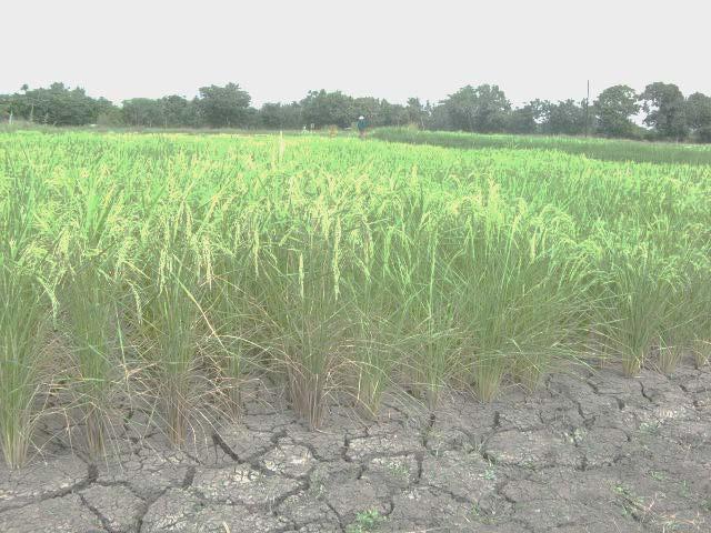 Droughts Background in BD The northern region of Bangladesh has been affected by recurrent