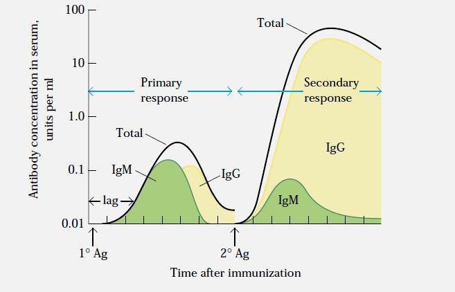 Primary & Secondary Immune Responses Primary immune response: Initial encounter with antigen produce Secondary immune response: Subsequent encounter with same antigen produces Concentration & type of