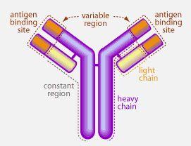 Antibodies Antibody structure and functions: Made up of four polypeptides chains.