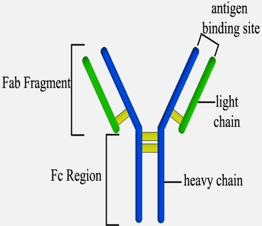 Variable region has the potential to bind with particular classes of antigens.