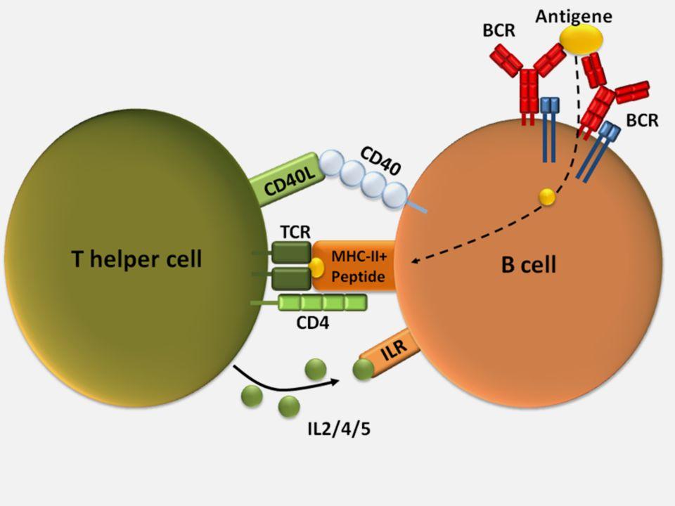 Activation of B Cells by Antigens Types of Antigens: T-dependent Antigens T-independent Antigens B Cell activation is a two signal process: 1- MHC Class II-peptide binds to the TCR and Co-receptor 2-