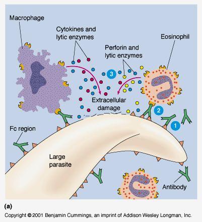 NK (lysing ability), Macrophage, neutrophils, and eosinophils have receptors for FC region of antibody.