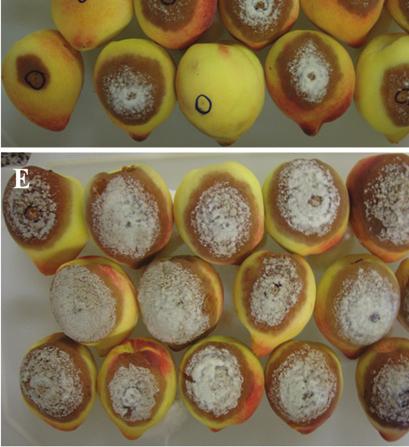 Nevertheless, hexanal had a fungistatic effect against M. laxa, as the pathogen growth was observed even after 24 h of volatile exposure, similar to the results found for A. alternata and B.