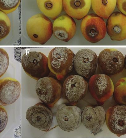 Hexanal did not completely suppress the development of peach brown rot, but it had an antifungal activity against Monilinia spp.