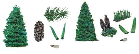 tamarack (larch) (needles in tufts) Tamarack (larch) is one example of a conifer tree that