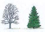 fir (cones sit upward on branches of fir species) seed Conifer trees have thin needle-like