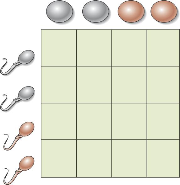 Gametes formed by segregation and independent assortment of alleles (cont d) (cont d) Gametes from F 1 male 1 4 Gametes from F 1 female 1 1 1 BS 4 Bs 4 bs 4 bs F 2 phenotypes 1 4 1 4 BS Bs BBSS BBSs