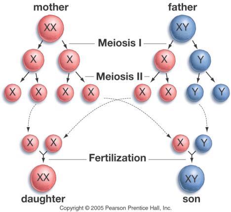 Two people are both heterozygous for Huntingtons, a dominant disorder, what is the probability that their next child will have the disease? 1. 0 2. 1/4 3. 3/4 4.