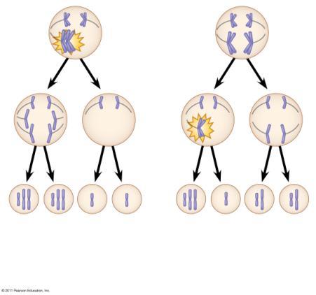 Meiosis I Abnormalities in Chromosome Number Nondisjunction Meiosis II Aneuploidy results from the fertilization of gametes in which nondisjunction occurred Nondisjunction Gametes Offspring with this