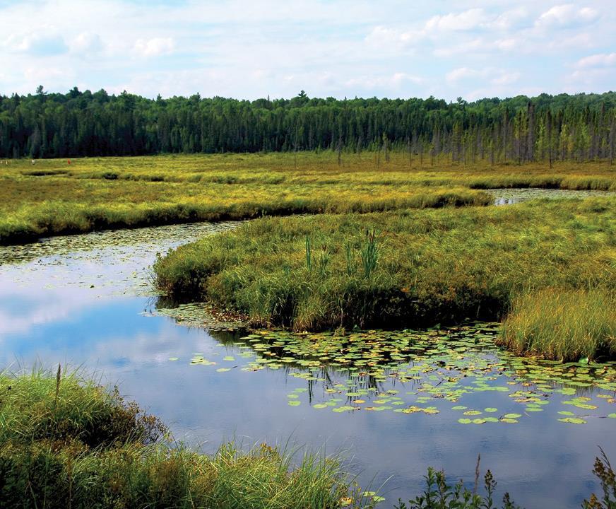 Wetlands areas saturated by surface or groundwater Synonyms: swamp, marsh, bog, moor, estuary Usually defined by the existence of
