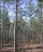 Biomass in Florida 41,000 farms and ranches