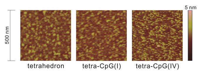 Figure S5. Studies of nanocages with atomic force microscopy (AFM).