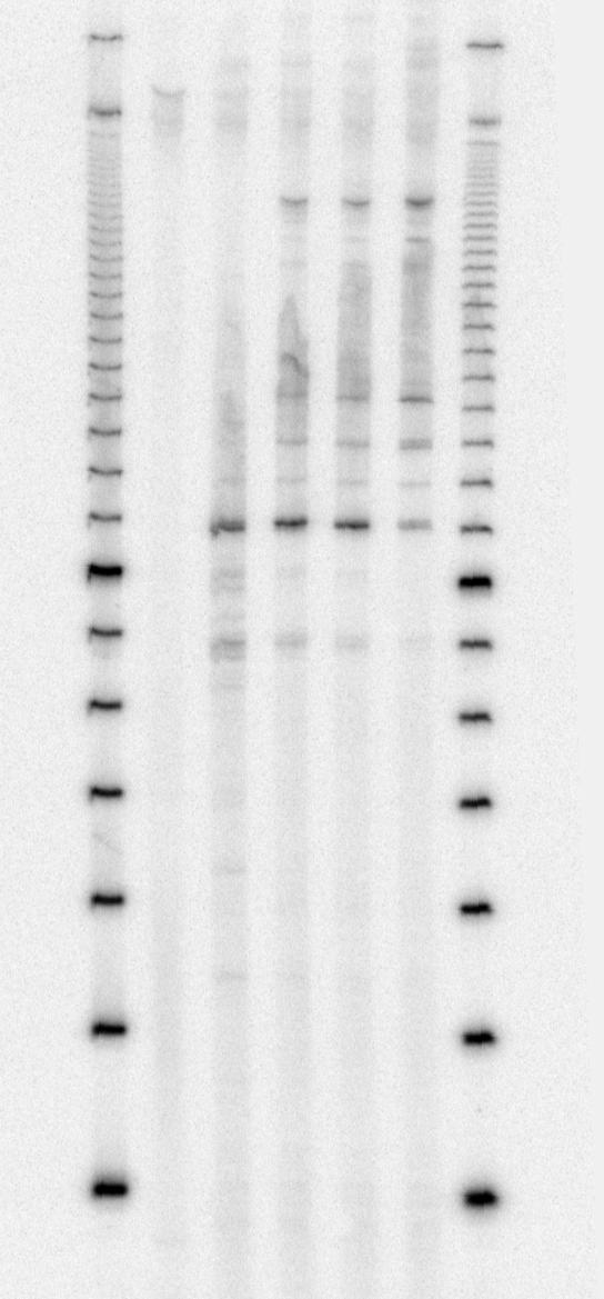 To determine if the RNAP pausing pattern was dependent on the naked DNA downstream of the nucleosome, we repeated the transcription gel assay shown in Figure 2a (shown again in left