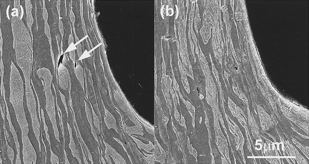 Fig. 9. Microstructures of (a) Steel A and (b) Steel B, punched 30% in thickness. that micro-voids are generated more easily in Steel A than in Steel B.