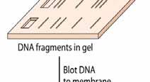 DNA sequence Gel