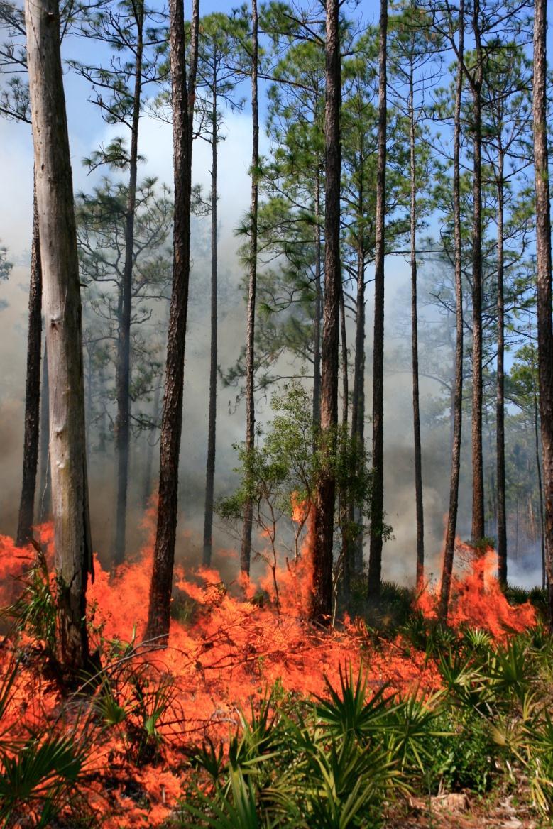 Mechanical fuels reduction treatments effects on fire behavior, fuel loads, and forest ecology Osceola National Forest Sept.