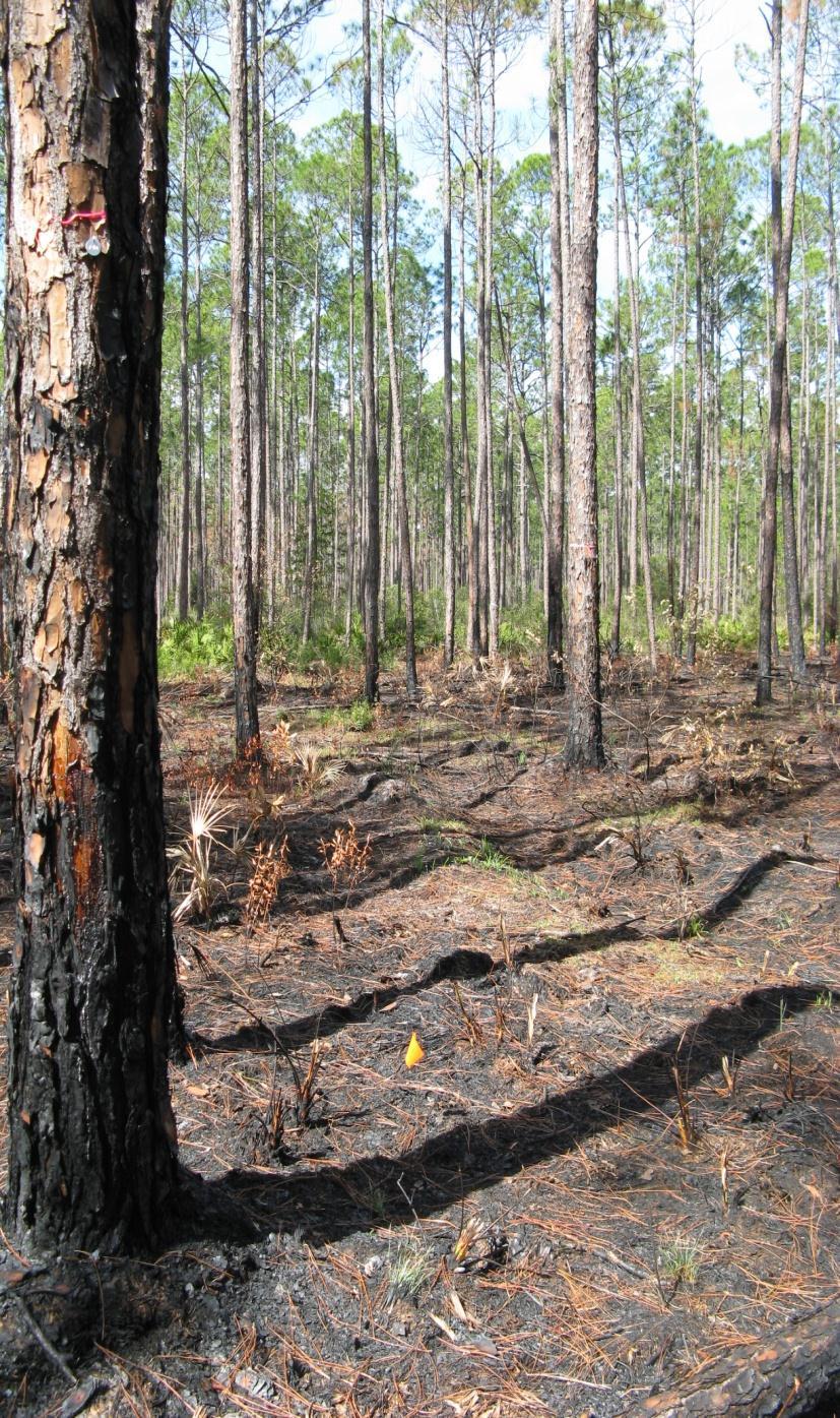 Rate of Spread (m/min) Flame Length (m) Osceola NF Fuels Treatment Effects Photo Guide- MOW + BURN TREATMENT p.