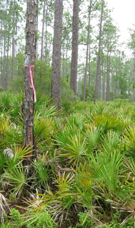 Rate of Spread (m/min) Flame Length (m) Osceola NF Fuels Treatment Effects Photo Guide- CONTROL p. 5 Treatment: Photo Date: May 11 Location: Osceola National Forest Columbia County, Florida 3.657, -8.
