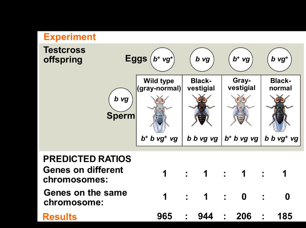 B. Morgan's Experiments with Linked Genes 1. Wanted to know whether the genes for body color & wing size were genetically linked a. and if so, how this affected their inheritance. b. Did the same experiment as on previous page c.
