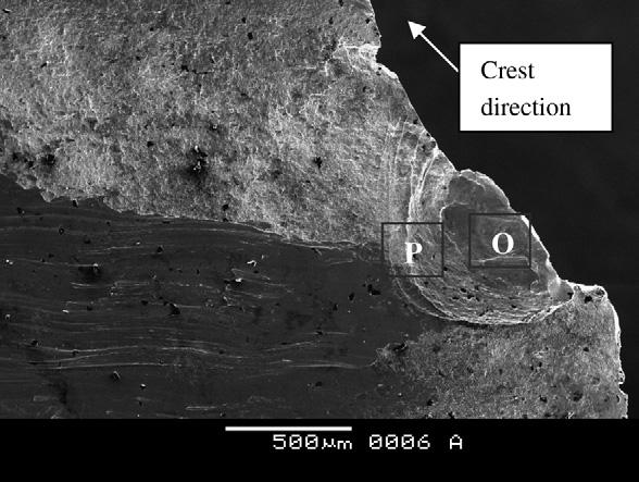 2.2. SEM observation on the fracture surface The fracture surface was carefully observed by the aid of the scanning electron microscope. The micro-characteristics of all the steps were similar.
