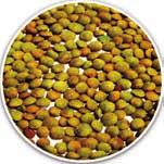 Lentil: Pusa Ageti Masoor (Pure line variety) Iron 65.0 ppm Contains 65.0 ppm iron as compared to 55.0 ppm iron in popular varieties Grain yield: 13.