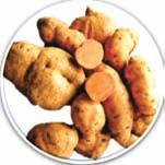 Potato: Bhu Sona (Pure line variety) β-carotene 14.0 mg/100g High β-carotene (14.0 mg/100 g) content as compared to 2.0-3.0 mg/100 g β- carotene in popular varieties Tuber yield: 19.