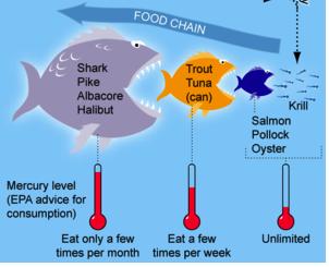 Bioaccumulation and BiomagniOication Bioaccumula-on - an organism absorbs a toxic substance and their bodies cannot naturally remove the substance so it stays in their 3ssues.