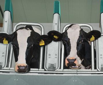 The automated milking systems spare personnel from physically strenuous manual milking procedures, allowing them to focus on more rewarding activities of herd management.