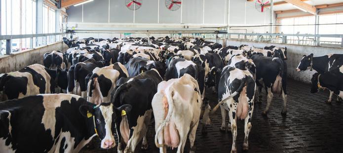 Ideal work environment 17 Fast track to productivity The GEA DairyProQ does the milking for you, so you can devote more time to managing your herd and its