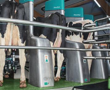 Through an optimal milk harvest process that includes proper udder prep and key milk quality assessments for each individual cow, the automated rotary parlor provides a