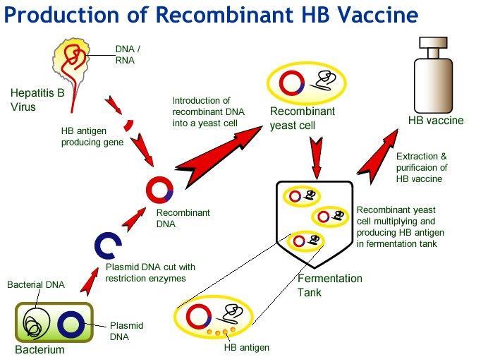10 Application of Biotechnology Recombinant DNA