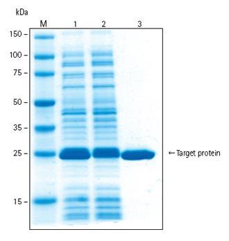 Target Protein A series of steps are
