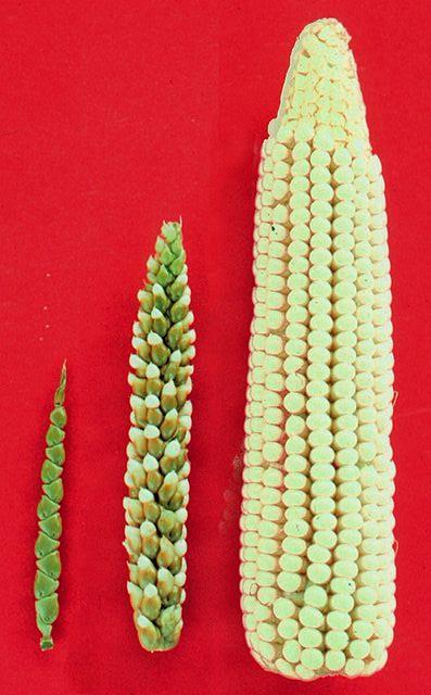 6 The Original Biotechnology Selective breeding of crops and livestock One of the earliest activities of modern man Plant hybrids