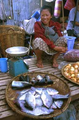 Importance of fisheries and aquaculture Over 500 million people depend directly or indirectly on fisheries and aquaculture for their livelihoods Aquatic foods provide essential nutrition for 3