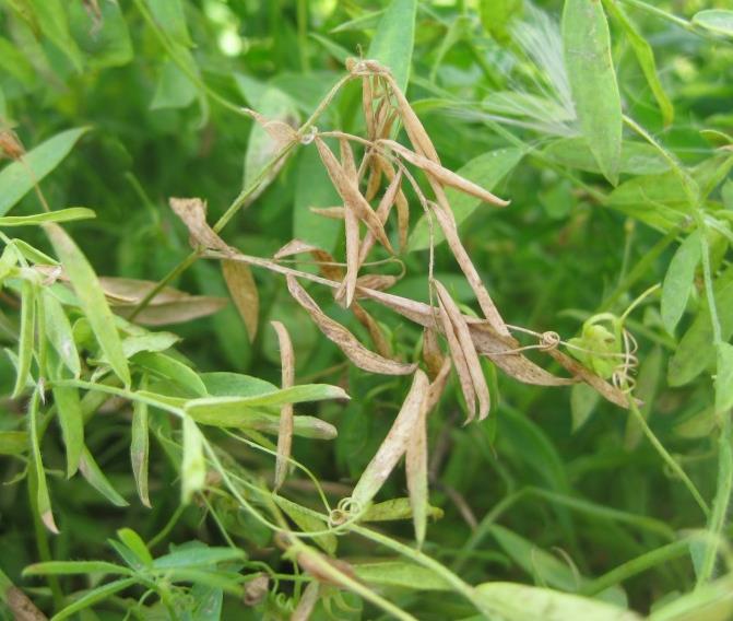 2016 lentil disease