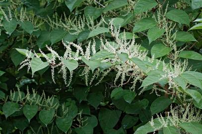 Virens) BioSense Caliente mustard 199 (Brassica spp.