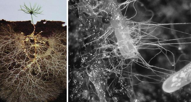 Mycorrhizae/plant symbiosis FUNGI There are many, many
