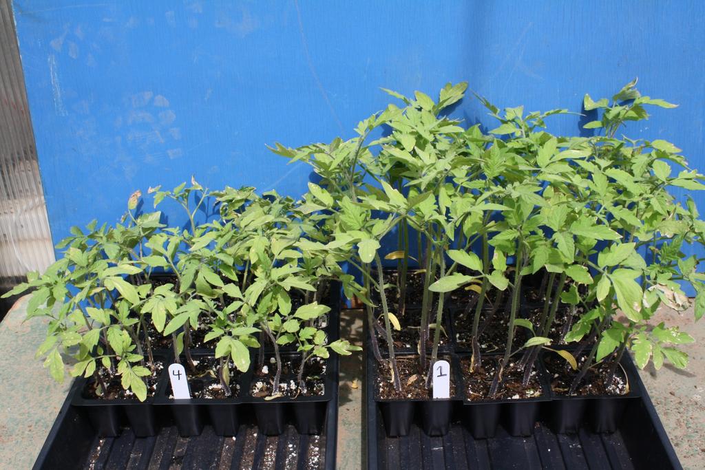 Eﬀect of Mycorrhizae application on tomato transplants