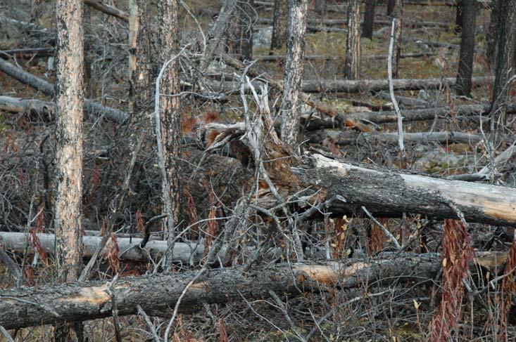 Coarse Woody Debris Many (45%) of the dead pine were still standing.