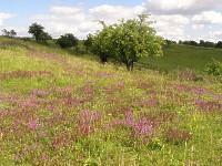 appropriate quantity and dates of swaths or intensity of grazing on valuable