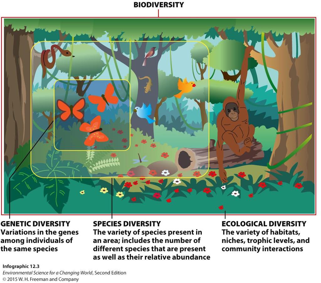 Biodiversity includes variety at the individual, species, and ecosystem levels Iconogr. 12.3 Three levels of diversity: 1.