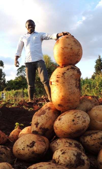 Innovations for the future We have only begun to tap the potato s full potential for improving food security, nutrition and incomes.