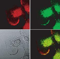 (left panel) NIH 3T3 cells were plated on coverslips and cultured for 2 h.